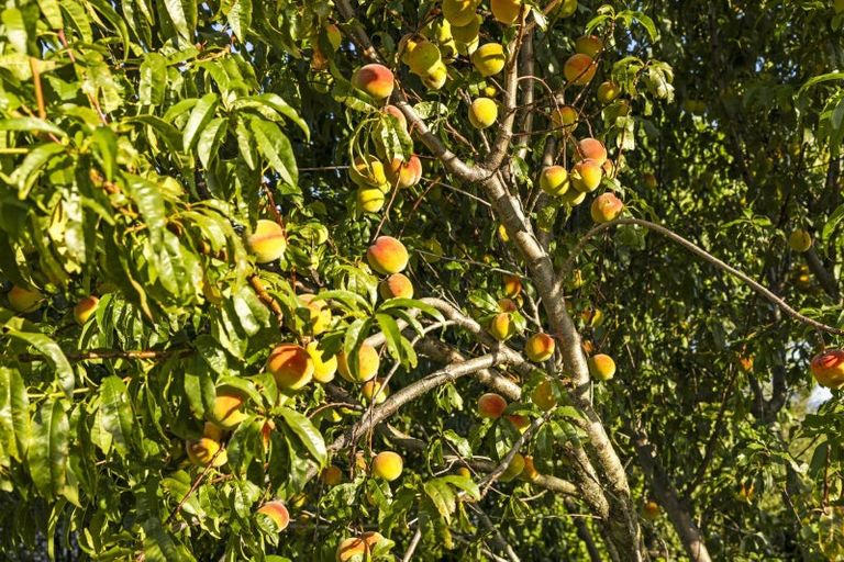 Photo of property in 105 Wharawhara Road, Tahawai, Katikati, 3178