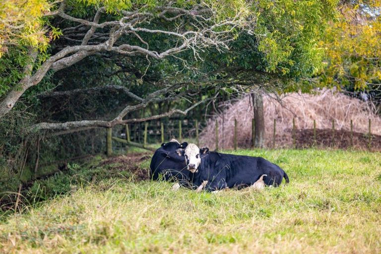 Photo of property in 18 Duck Road, Rotokauri, Hamilton, 3288