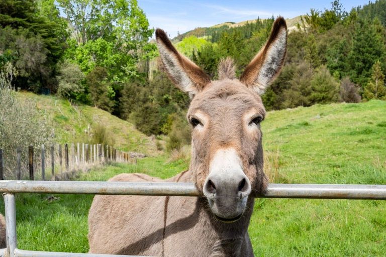 Photo of property in 431 Apley Road, Puketapu, Napier, 4184