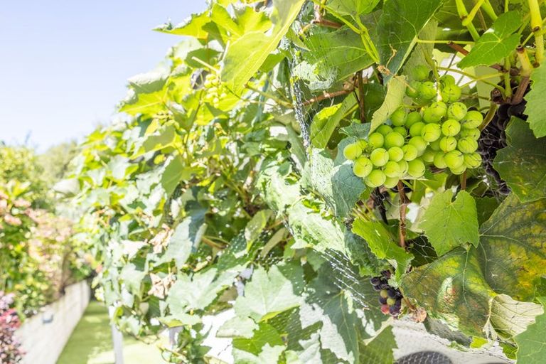 Photo of property in 107 Meddings Crescent, Te Awamutu, 3800