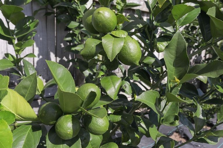 Photo of property in 117a Rayner Road, Huntly, 3700