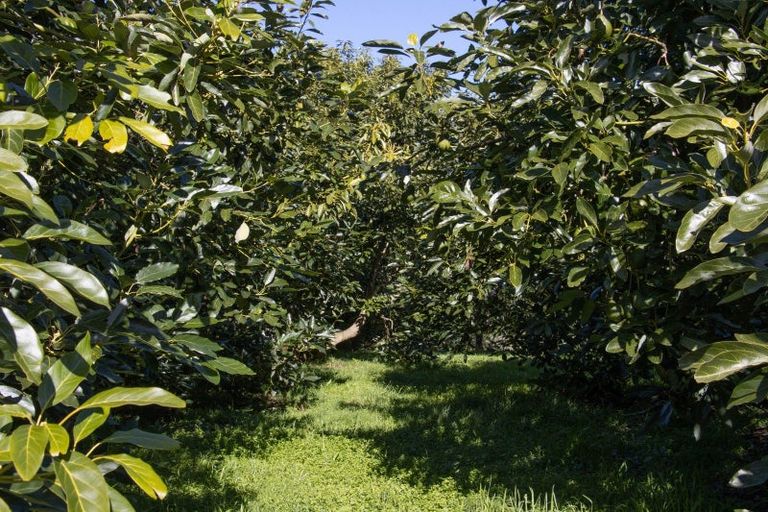 Photo of property in 231 Walford Road, Aongatete, Katikati, 3181