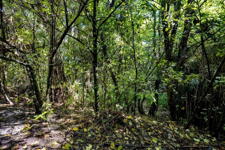 Photo of property in 50 Oberon Street, Stratford, 4332