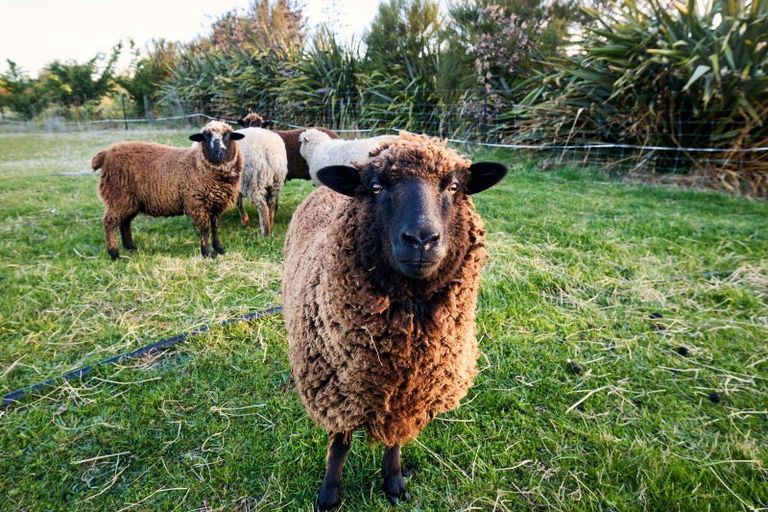 Photo of property in 399a Inland Road, Inland Road, Kaikoura, 7373
