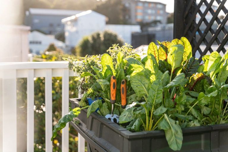 Photo of property in 232 Adelaide Road, Newtown, Wellington, 6021