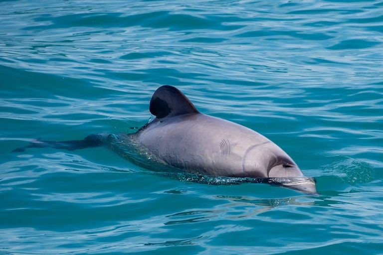 Photo of property in 46 Bayview Crescent, Duvauchelle, 7581