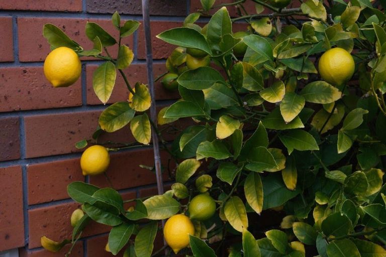 Photo of property in 14 Joe Brown Avenue, Mosgiel, 9024