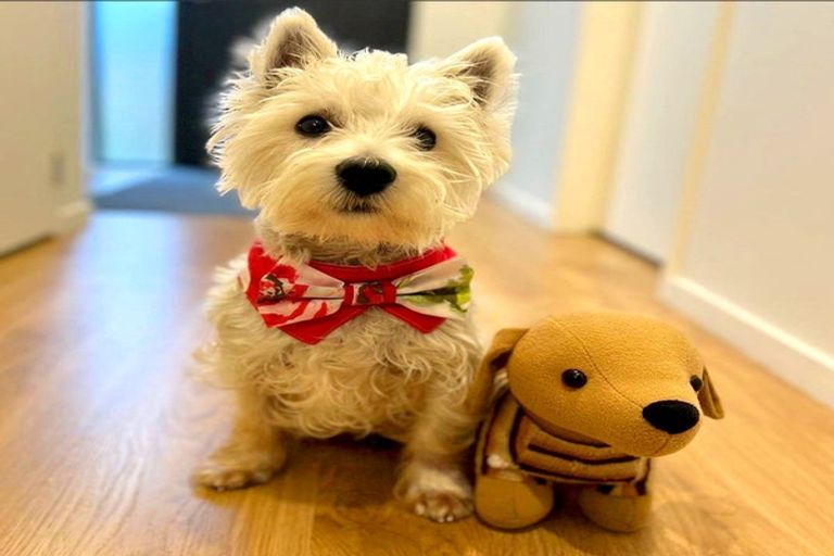 Photo of property in 4b Halberg Street, Glenfield, Auckland, 0629