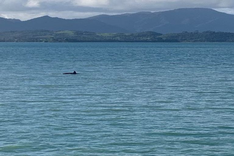 Photo of property in 29 Koutu Point Road, Opononi, Kaikohe, 0473