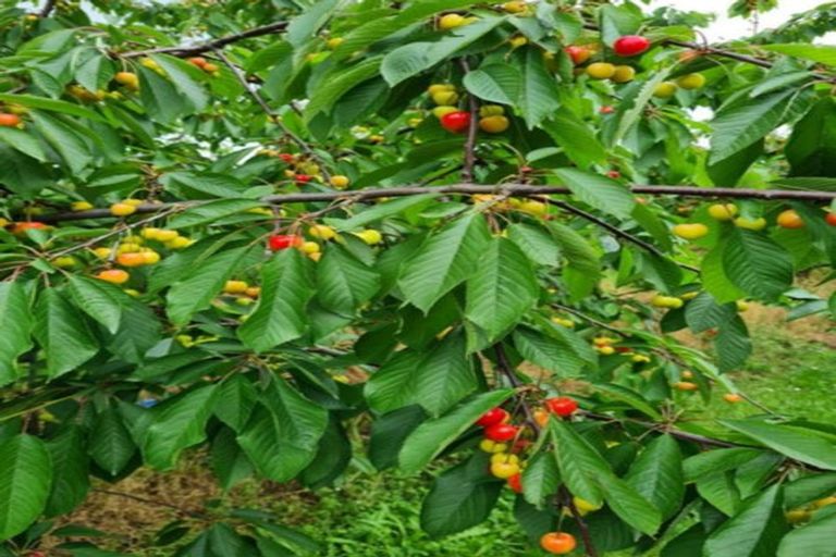 Photo of property in 1520 Tram Road, Swannanoa, Rangiora, 7475