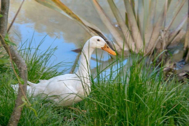 Photo of property in 69a Pipitiwai Drive, Helensville, Kaukapakapa, 0871