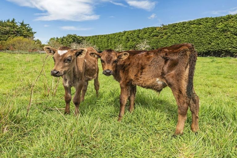 Photo of property in 617 Days Road, Springston, Christchurch, 7674