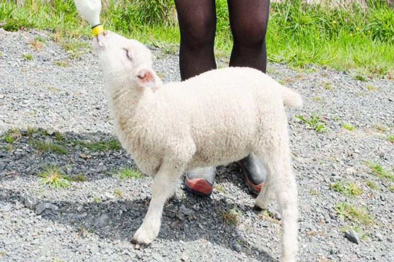 Photo of property in 162 Taylor Road, Ongaonga, 4278