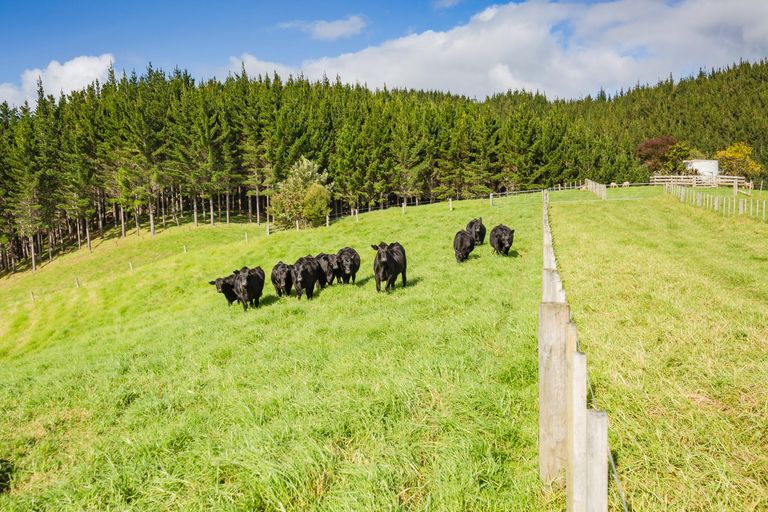 Photo of property in 923 Puketona Road, Haruru, Kerikeri, 0293