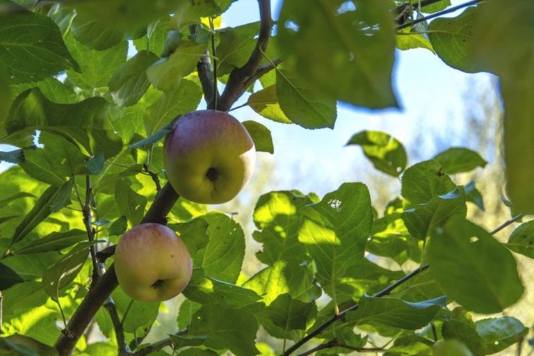 Photo of property in 39 Highgrove Place, Bethlehem, Tauranga, 3110