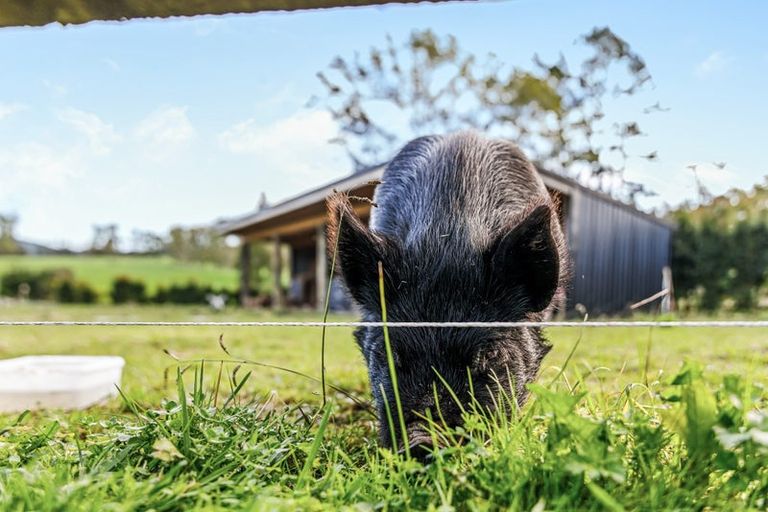 Photo of property in 1149a Whangaripo Valley Road, Whangaripo, Wellsford, 0972