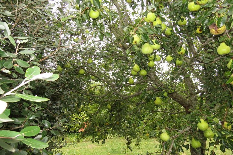 Photo of property in 628 Pakura Street, Te Awamutu, 3800