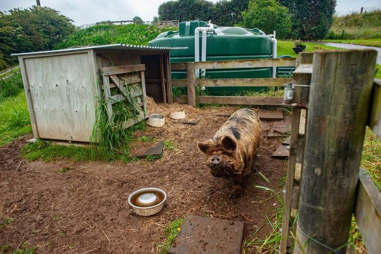 Photo of property in 644 Mangaorongo Road, Otorohanga, 3972