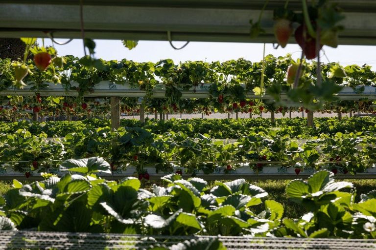 Photo of property in 529b Te Puke Highway, Te Puke, 3187