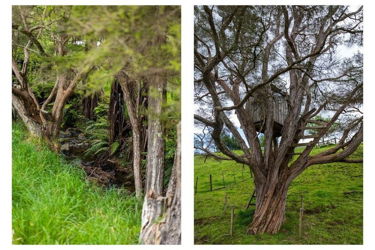 Photo of property in 71 Mangotahi Road, Thames, 3577