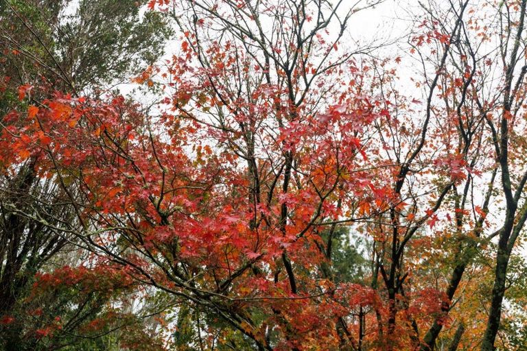 Photo of property in 399 Scotts Road, Linton, Palmerston North, 4472