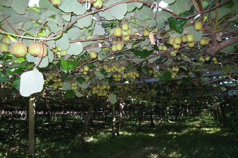 Photo of property in 28 Lindemann Road, Katikati, 3170