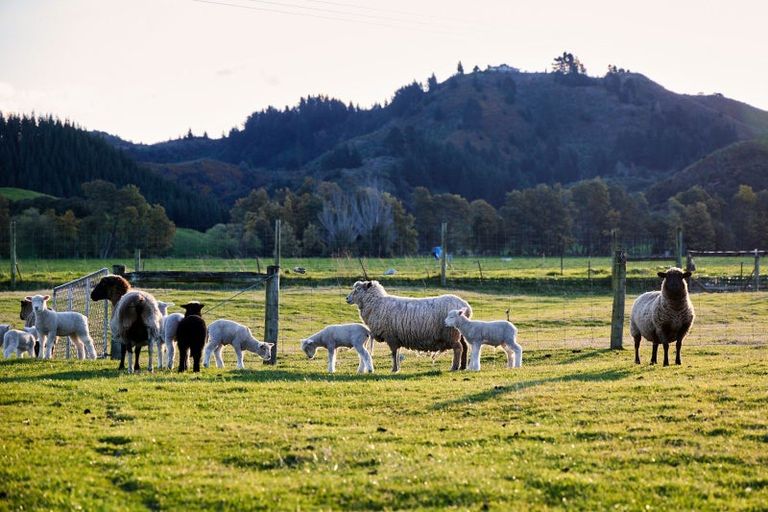 Photo of property in 399a Inland Road, Inland Road, Kaikoura, 7373