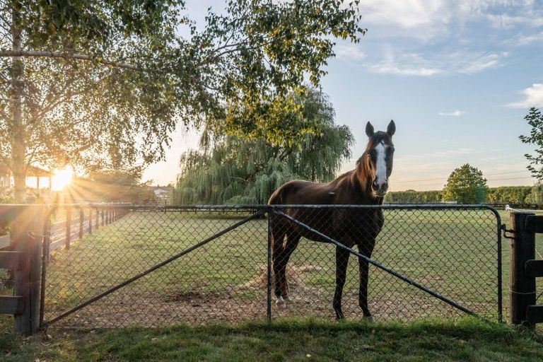 Photo of property in 81 Racecourse Road, Cambridge, 3493