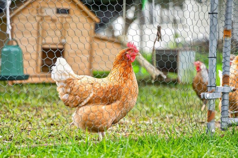 Photo of property in 11 Erin Street, Tikipunga, Whangarei, 0112