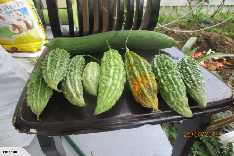 Photo of property in 11/3 Hulme Place, Henderson, Auckland, 0612