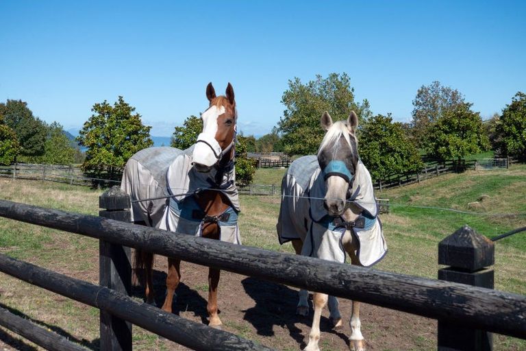 Photo of property in 122 Hitiri Road, Kinloch, Taupo, 3377