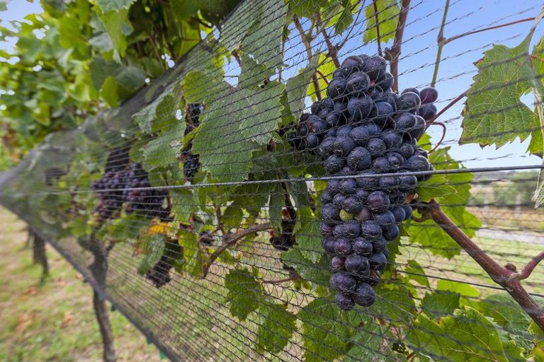 Photo of property in 6 Hamilton Road, Warkworth, 0982