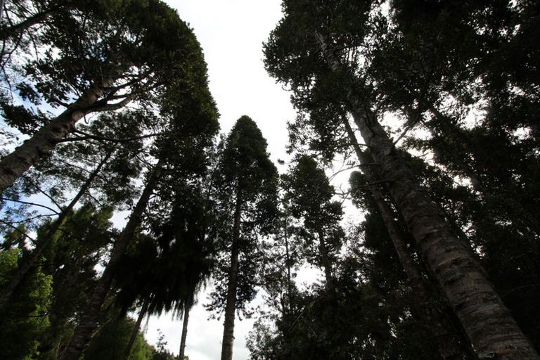 Photo of property in 5 Kaurimu Rise, Titirangi, Auckland, 0604