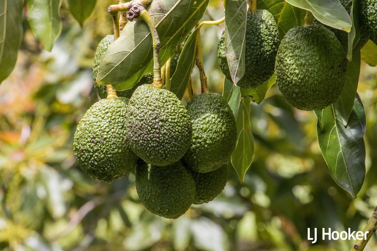 Photo of property in 117 Athenree Road, Athenree, Katikati, 3177