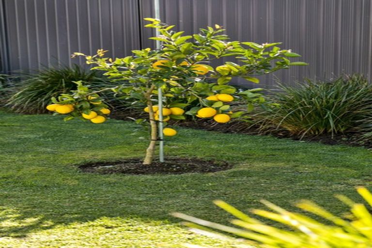 Photo of property in 24 Blacklock Road, Pyes Pa, Tauranga, 3112