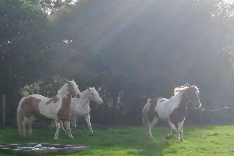 Photo of property in 346 Ireland Road, Waitoki, Kaukapakapa, 0871