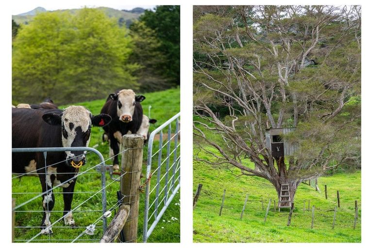 Photo of property in 71 Mangotahi Road, Thames, 3577