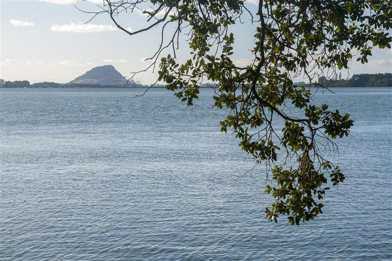 Photo of property in 238 Maungatapu Road, Maungatapu, Tauranga, 3112