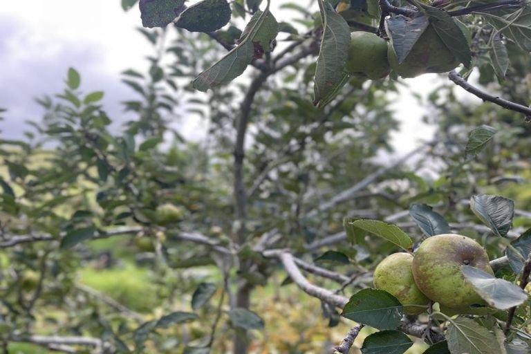 Photo of property in 1982 Diggers Valley Road, Kaitaia, 0481