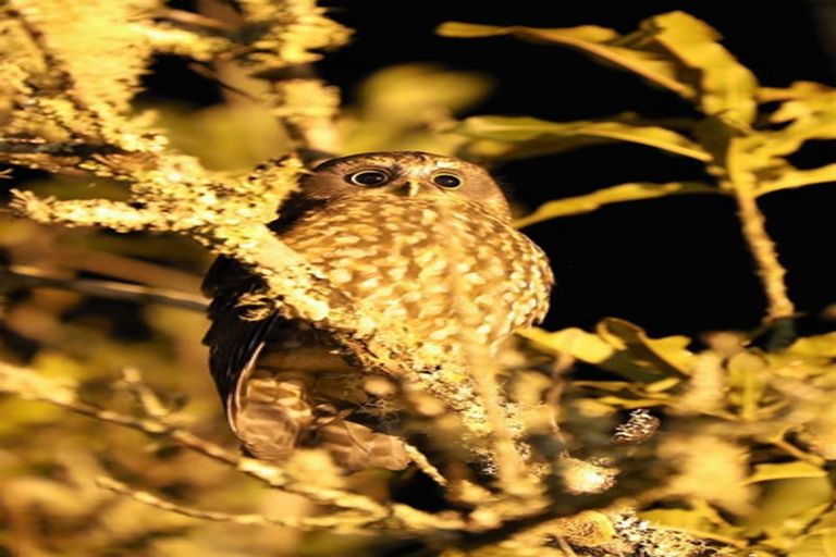 Photo of property in 251 Old Coach Road, Kaimarama, Whitianga, 3591