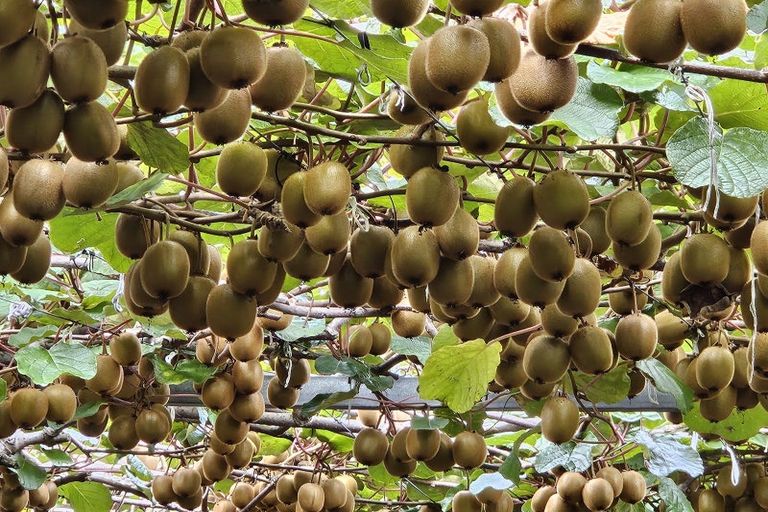 Photo of property in 1395 No 3 Road, Te Puke, 3183