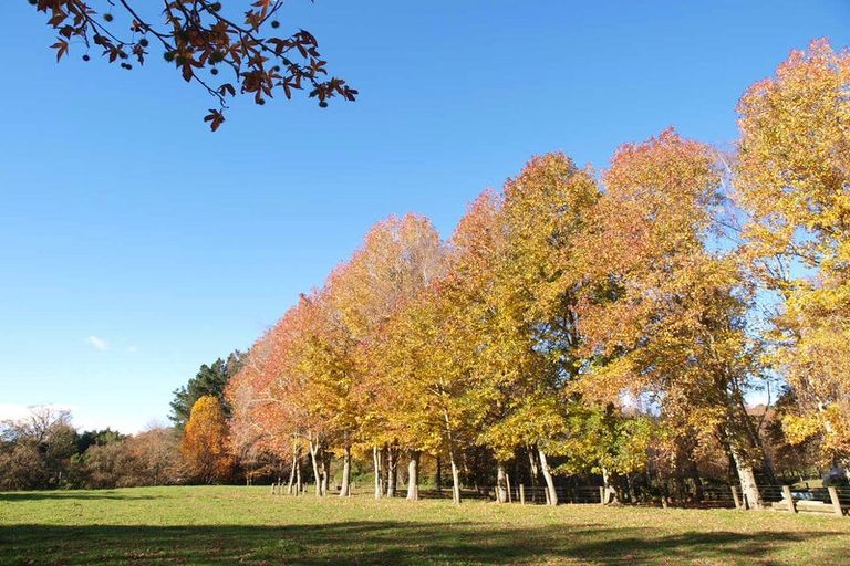 Photo of property in 64 Peacockes Lane, Peacocke, Hamilton, 3282