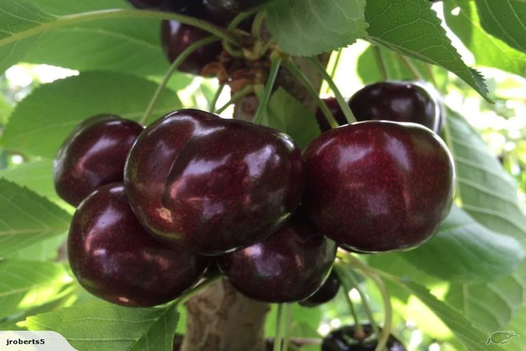 Photo of property in 66 Gladsmuir Road, Queensberry, Cromwell, 9383