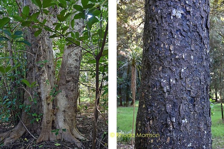 Photo of property in 186 Metcalfe Road, Ranui, Auckland, 0612