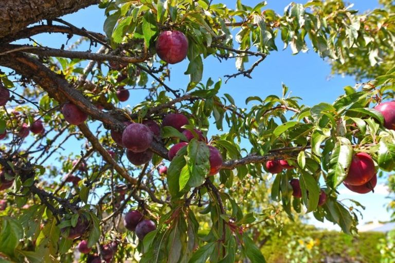 Photo of property in 63 Herbert Street, Masterton, 5810
