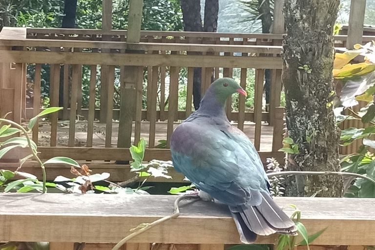 Photo of property in 88 Cecil Road, Wadestown, Wellington, 6012