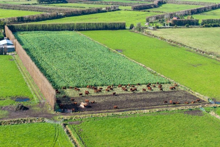 Photo of property in 117 Swamp Road, Springston, Christchurch, 7677