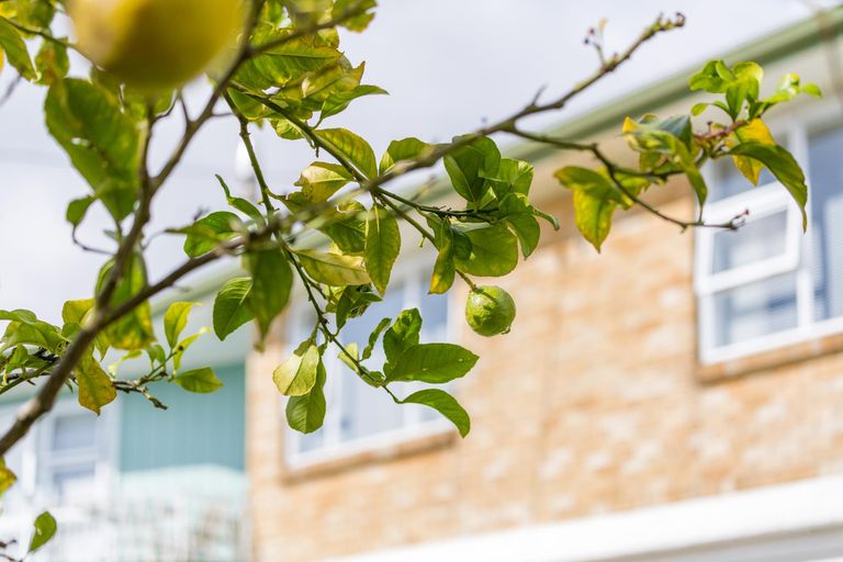 Photo of property in 151 Rosier Road, Glen Eden, Auckland, 0602