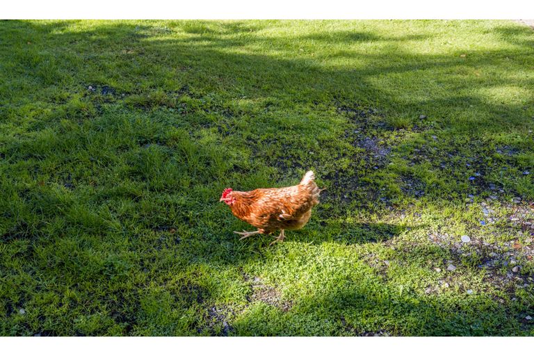 Photo of property in 21 Lachlan Place, Favona, Auckland, 2024