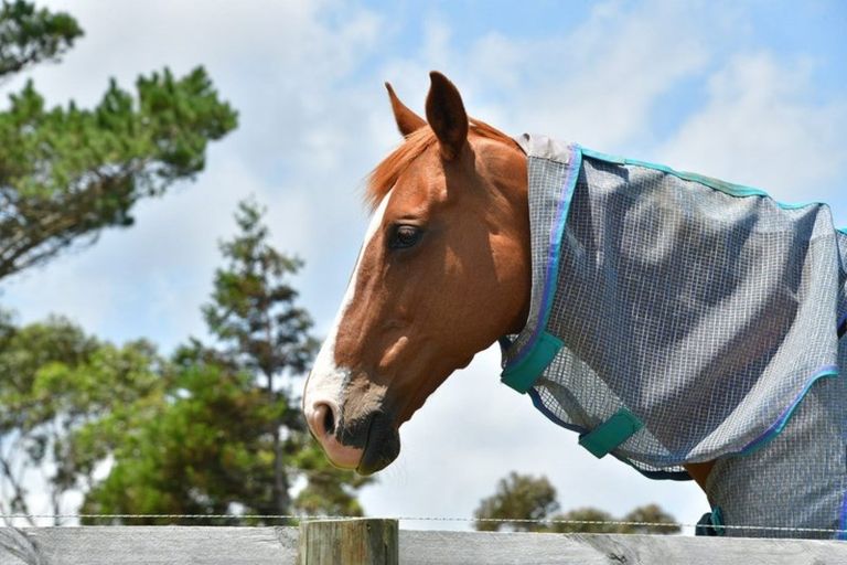 Photo of property in 639 Peak Road, Helensville, 0875